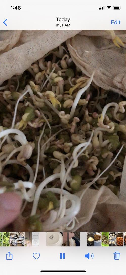绿豆芽菜素包（调馅儿）