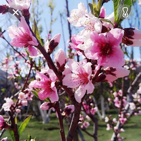花源
