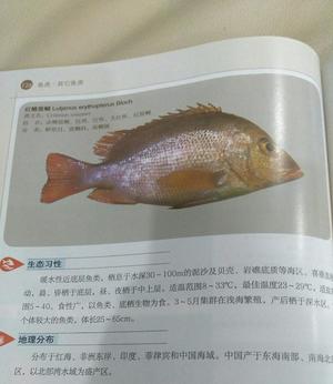煮红鱼的做法 步骤1