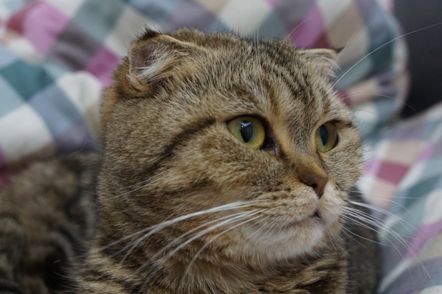 catsugar