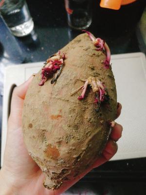 水晶红薯卷的做法 步骤1