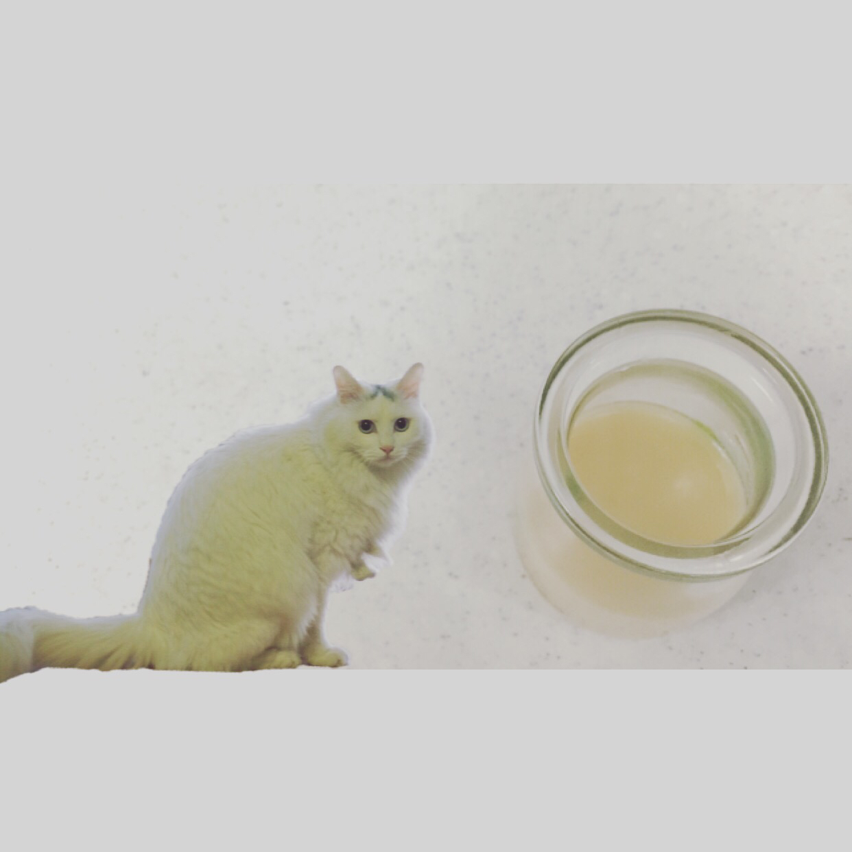 脱模膏—自制蛋糕面包脱模神器