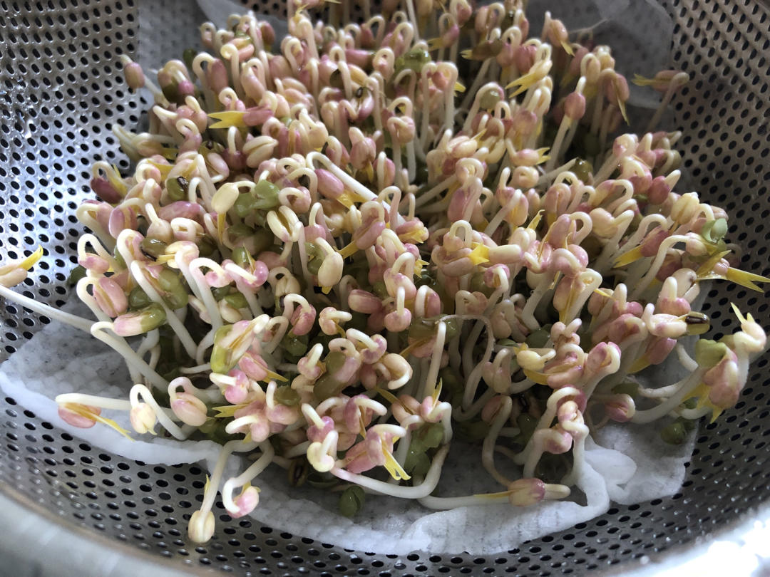 沥水篮发豆芽