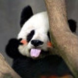 小熊猫_si4y