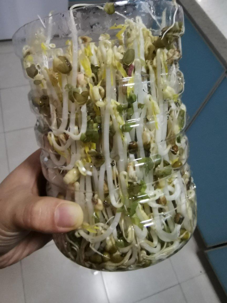 自发豆芽（可乐瓶发豆芽0失败！）