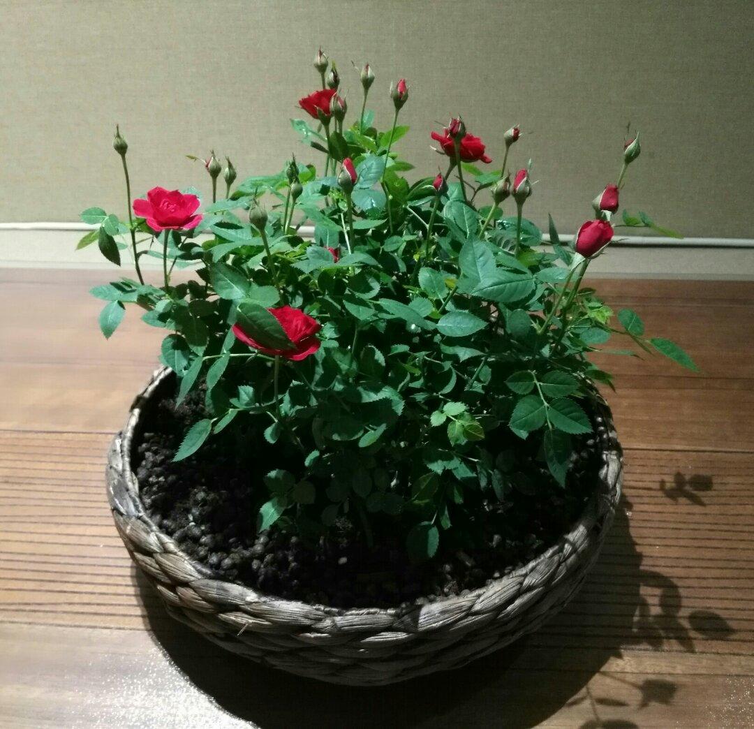 文君是笑笑奶奶