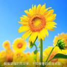 龏馨詠鑅