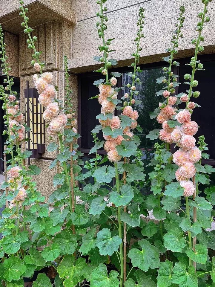 椰子油柠檬杏仁饼干