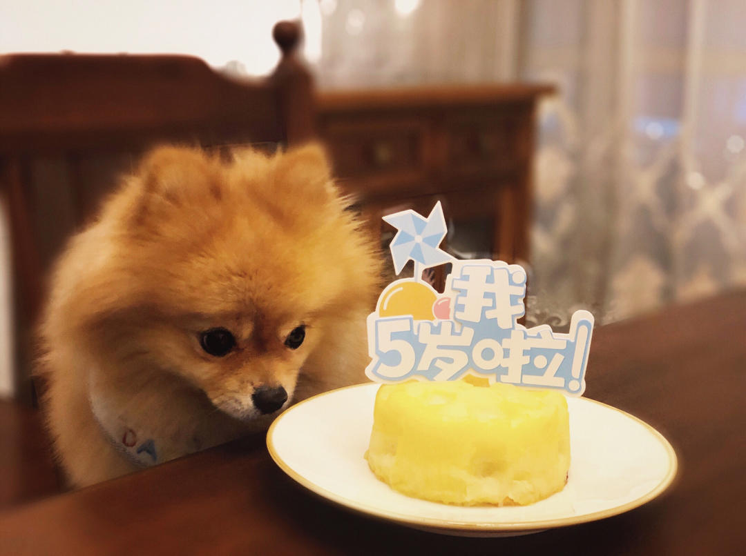 宠物蛋糕 狗狗蛋糕