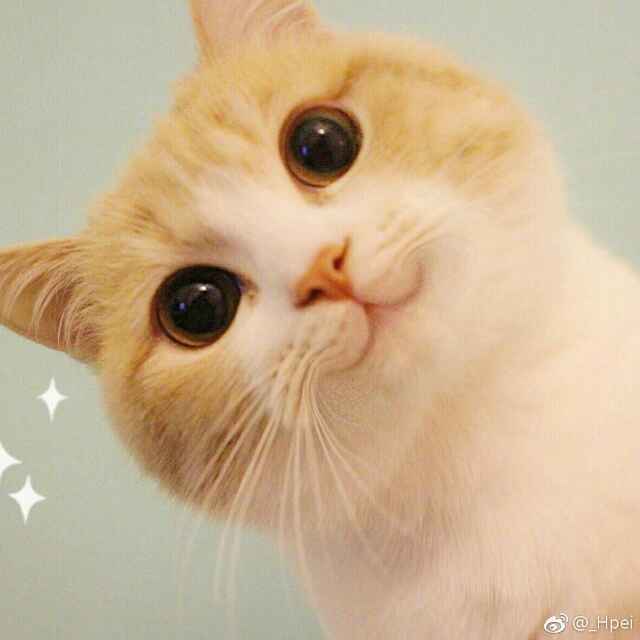 伤不了、心