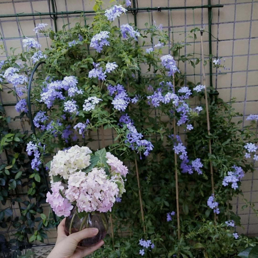 懒兔芬芬