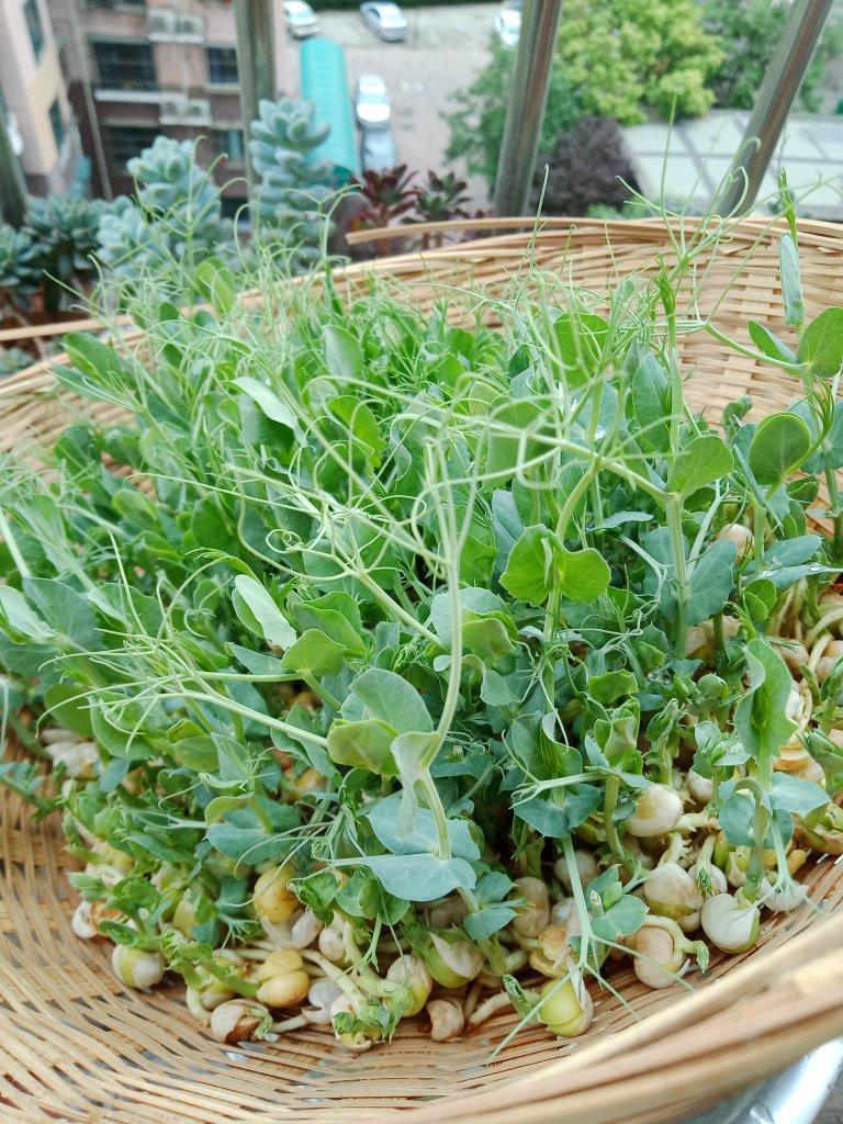 家庭水培豌豆苗