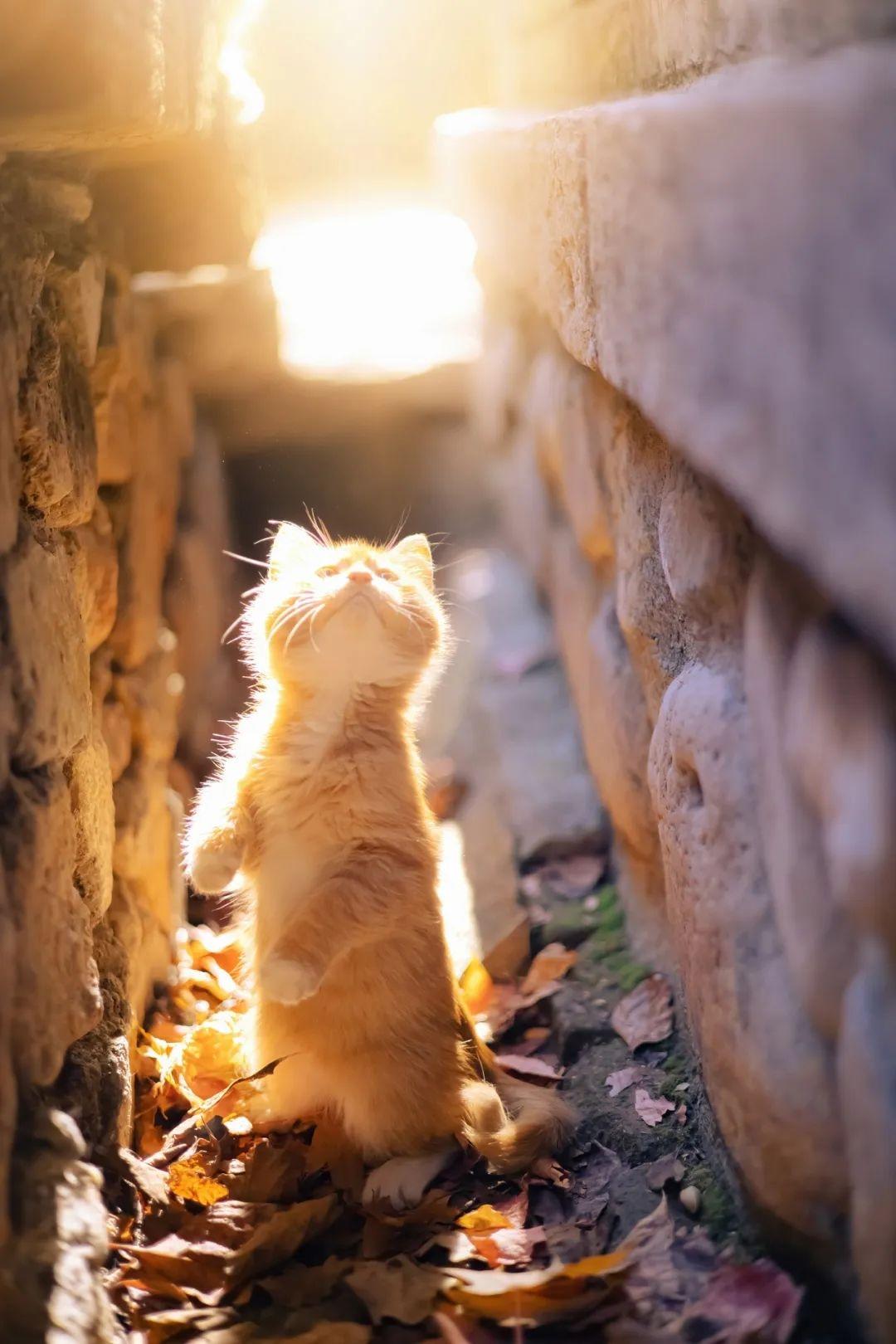 蚕沙竹茹陈皮水（退烧水）的做法