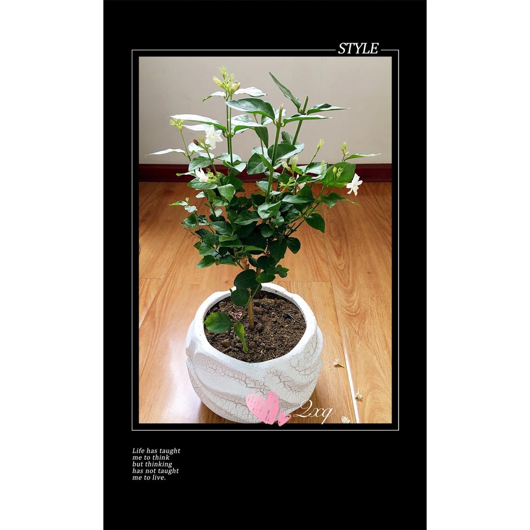 爱心树—创意水果拼盘