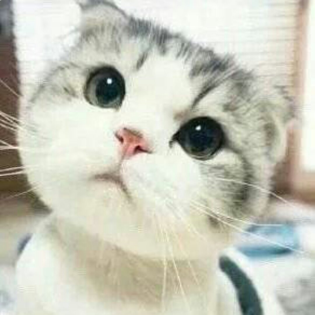 会做菜的猫
