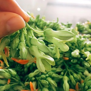 夜香花炒鸡蛋的做法步骤图 怎么做好吃 凌小厨da饅食光 下厨房 夜香花炒鸡蛋的做法步骤图 怎么做好吃 凌小厨da饅食光 下厨房