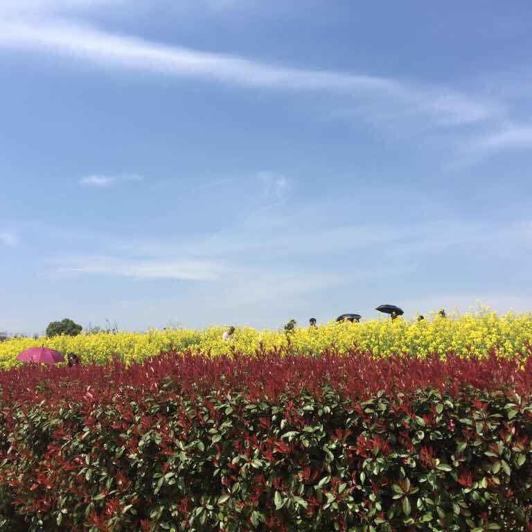 绿萝空间