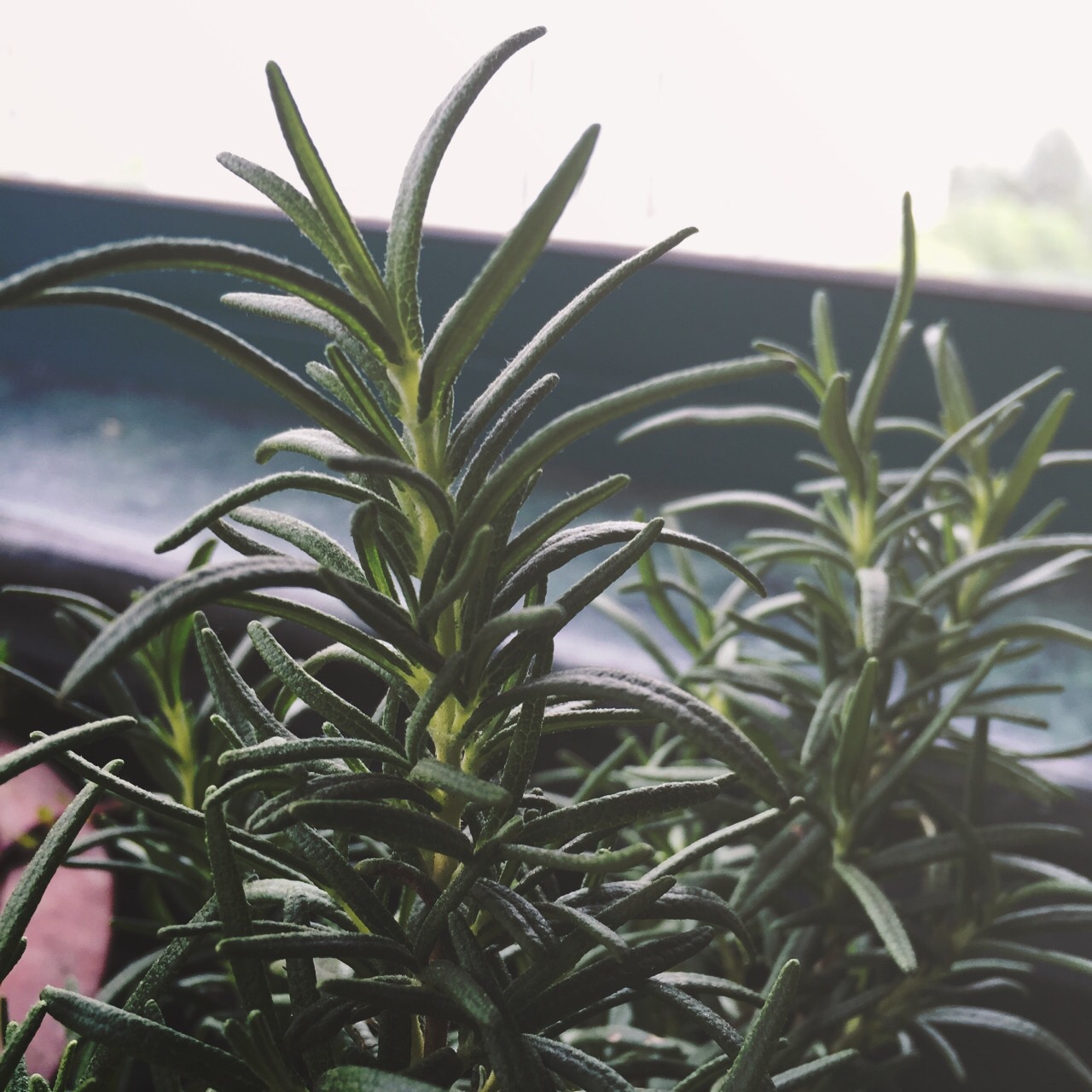 厨房种香草（tips大汇总…缓慢更新）