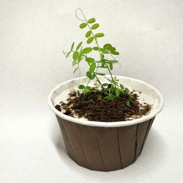 酸奶奥利奥水果盆栽