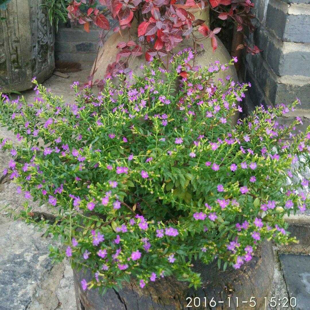 荷花_exwn
