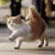 陈张猫
