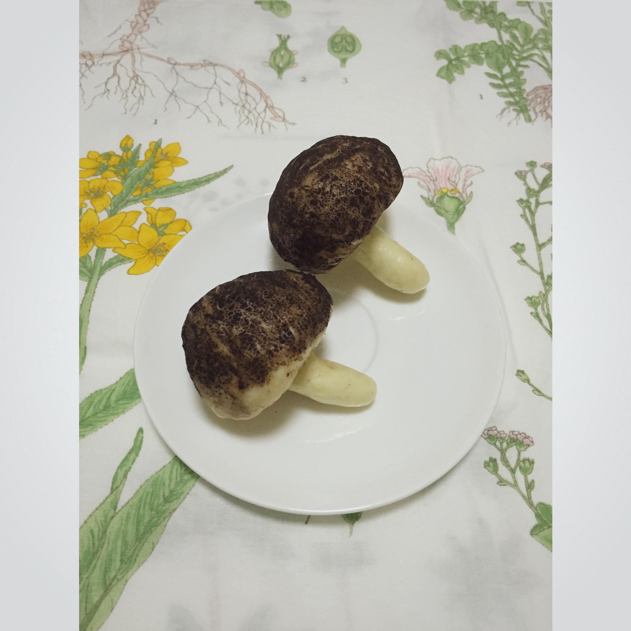 蘑菇包