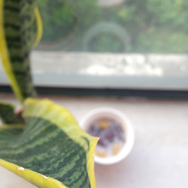 芋圆
