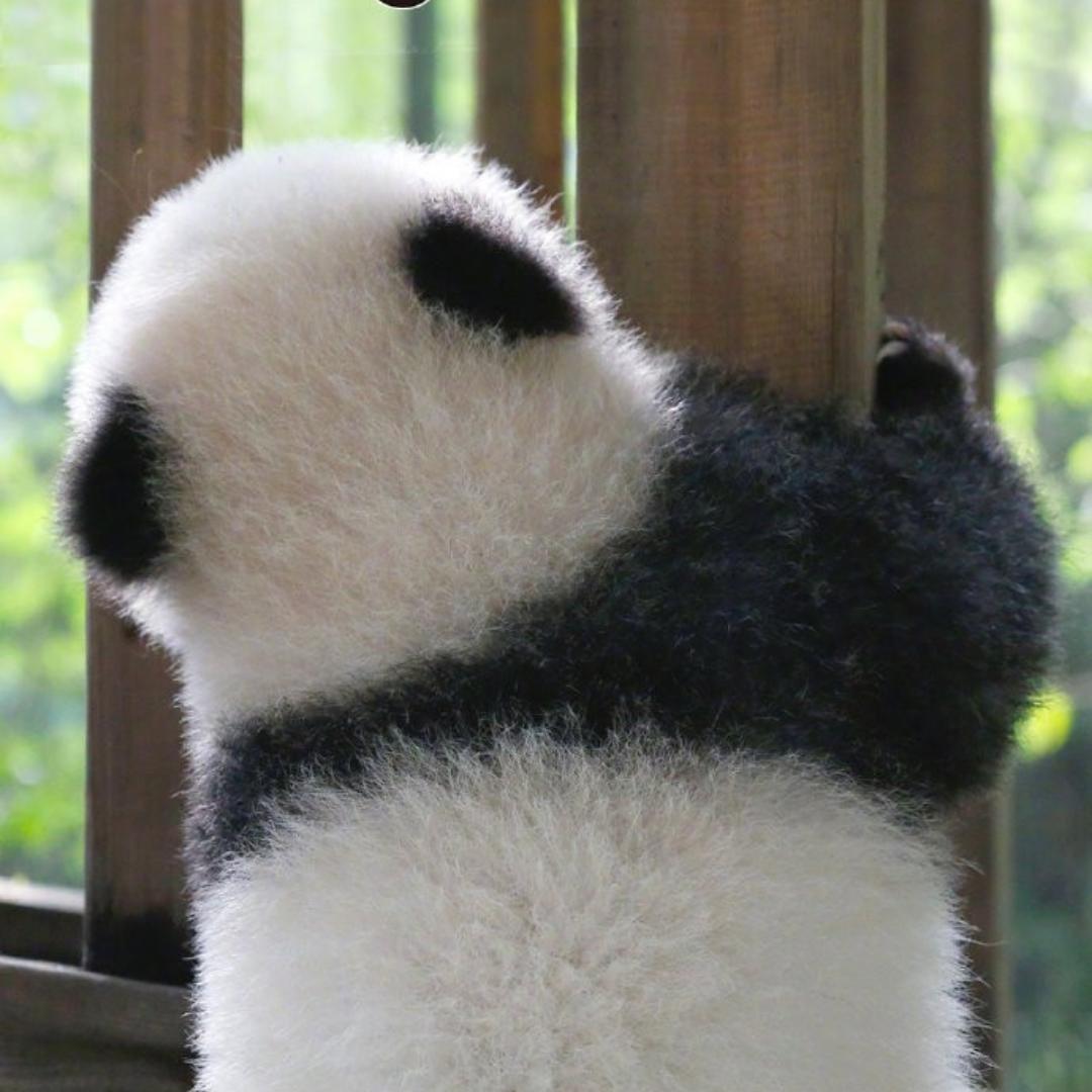 阮师傅马上要成为大厨