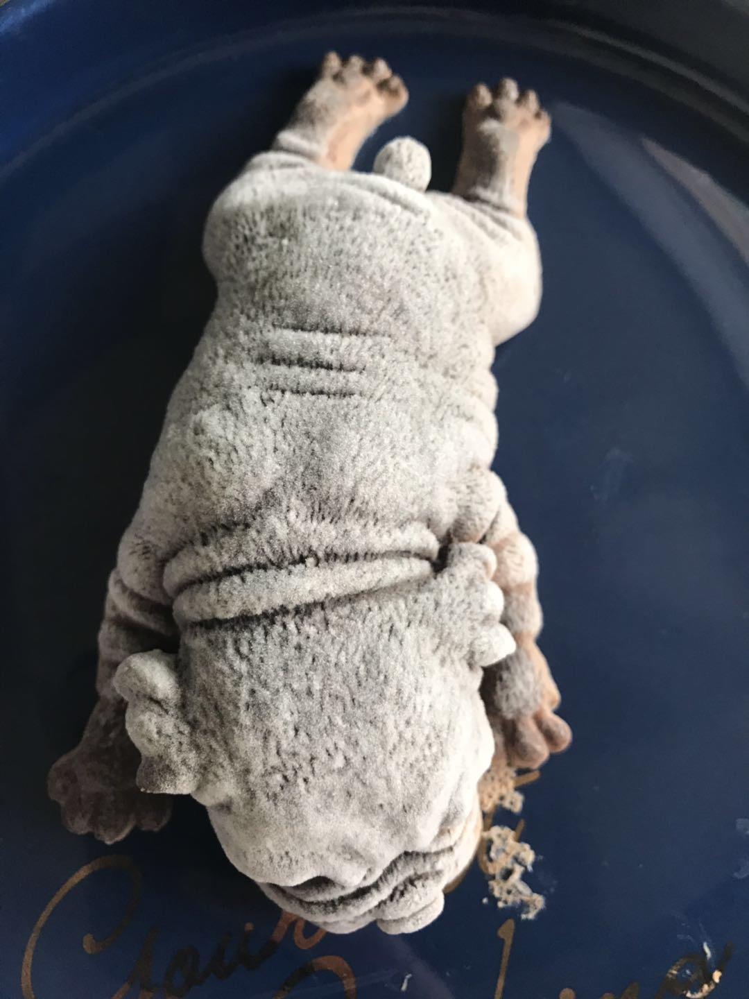 不发胖的松露巧克力