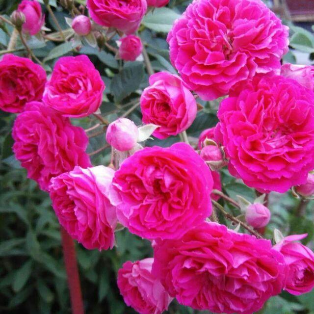 高高兴兴下厨房