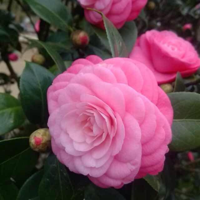 树懒vs小蜜蜂