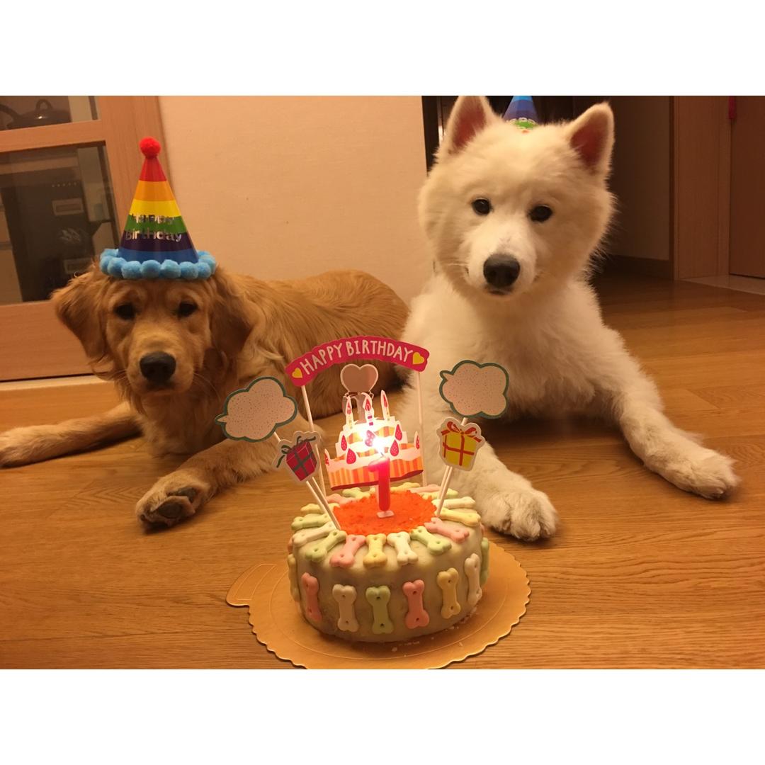 狗蛋糕宠物蛋糕