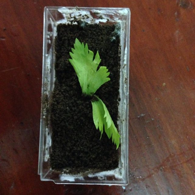 酸奶盆栽/继续延续小清新风/治愈系甜品
