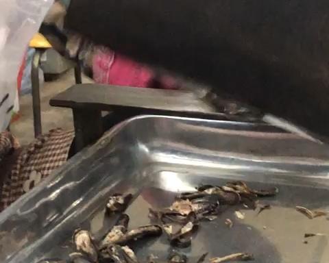 产后腰痛必吃鹿茸鸡汤的做法