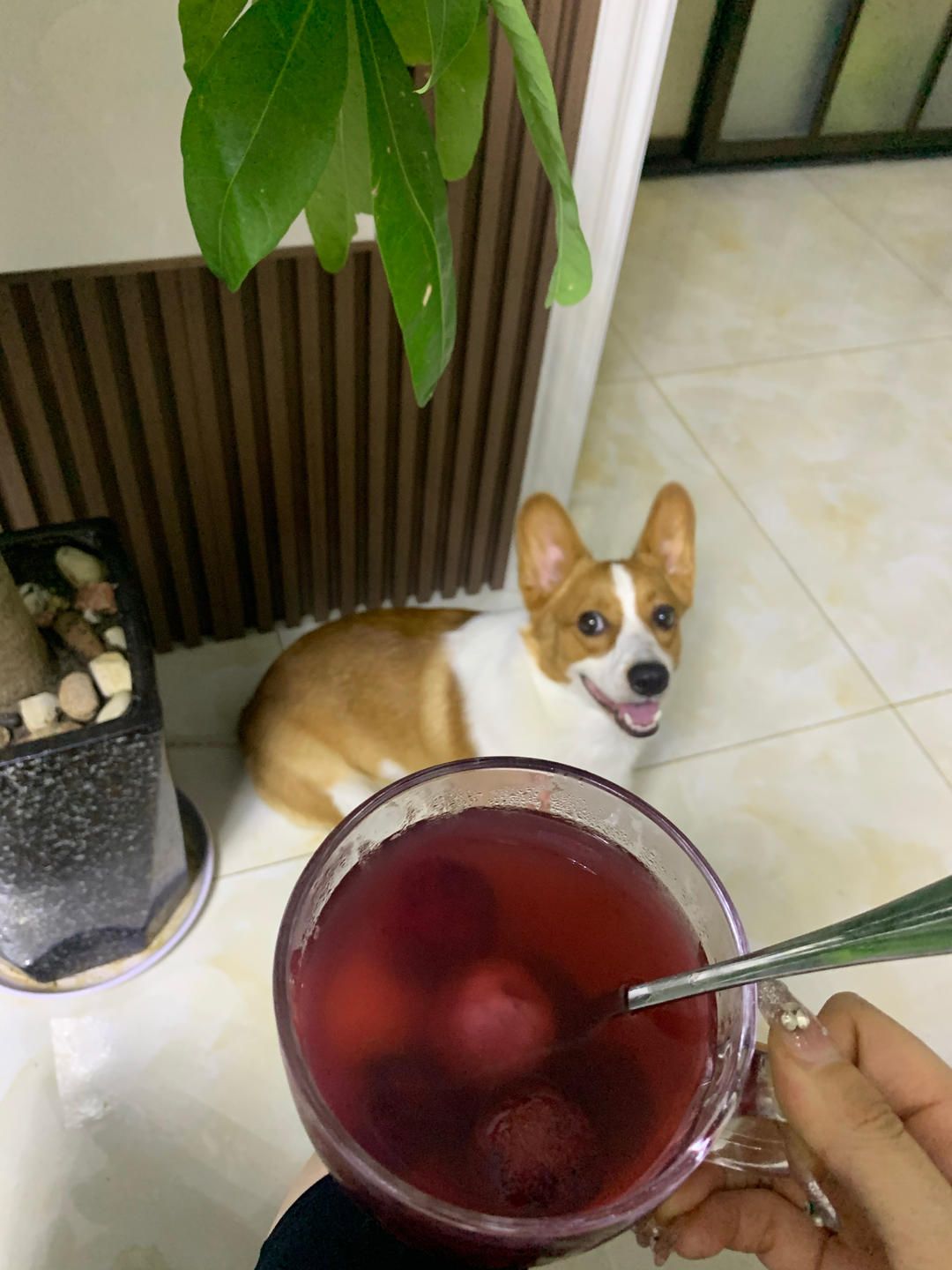 自制❗️夏日神仙饮品❗️杨梅荔枝冰饮