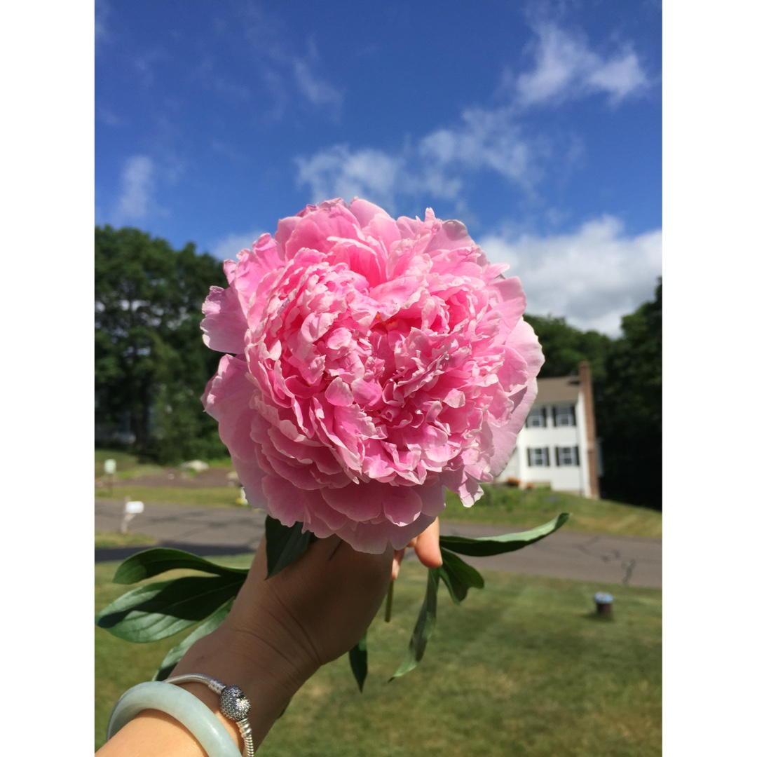 花花世界
