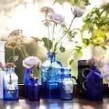 爱吃芹菜的狮子