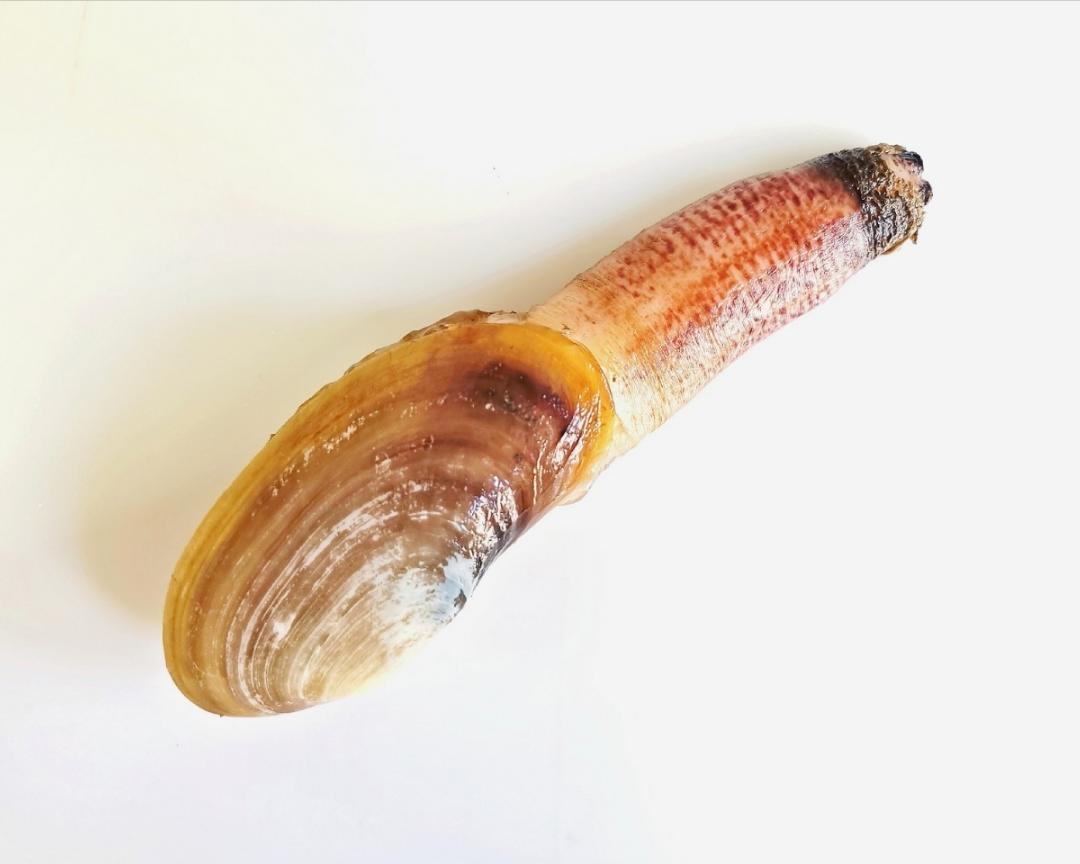 油泼小蚌仔的做法