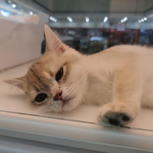 爱打蛋的小刘
