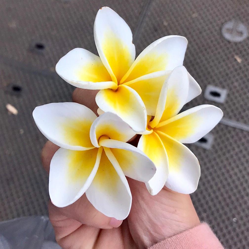 积攒满海岸的花为伱守候