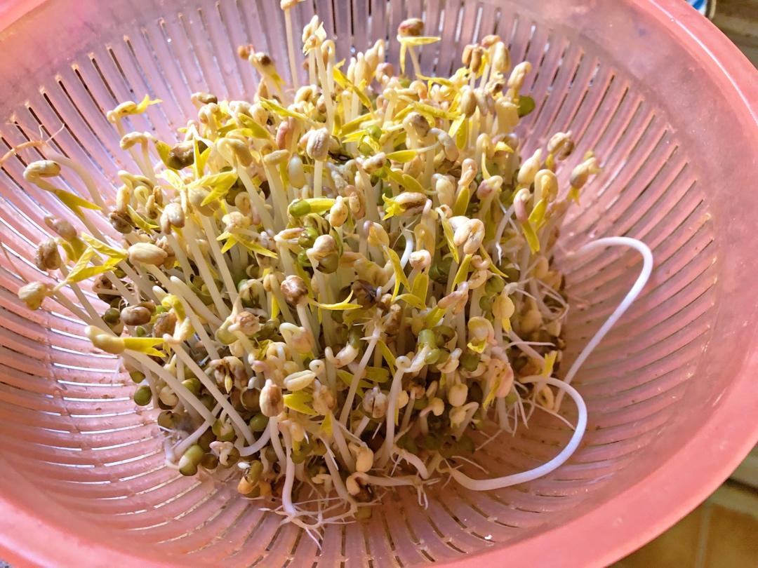 沥水篮发豆芽
