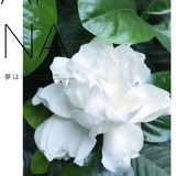 菲菲菲常美丽的巨兔