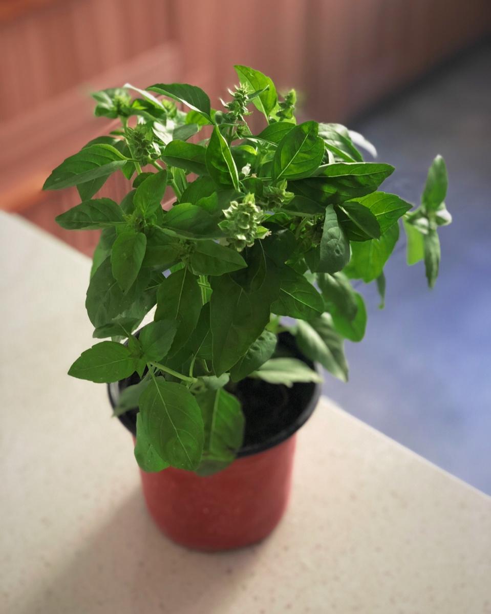意大利面的青酱Pesto