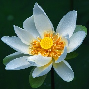 山涧之水2010