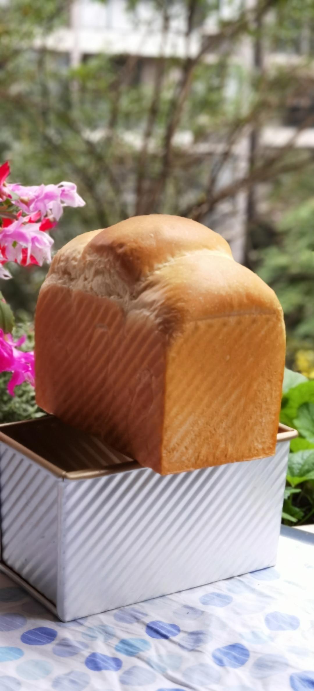 夺命软吐司(๑´ڡ`๑)超软拉丝极速方便的一次发酵吐司