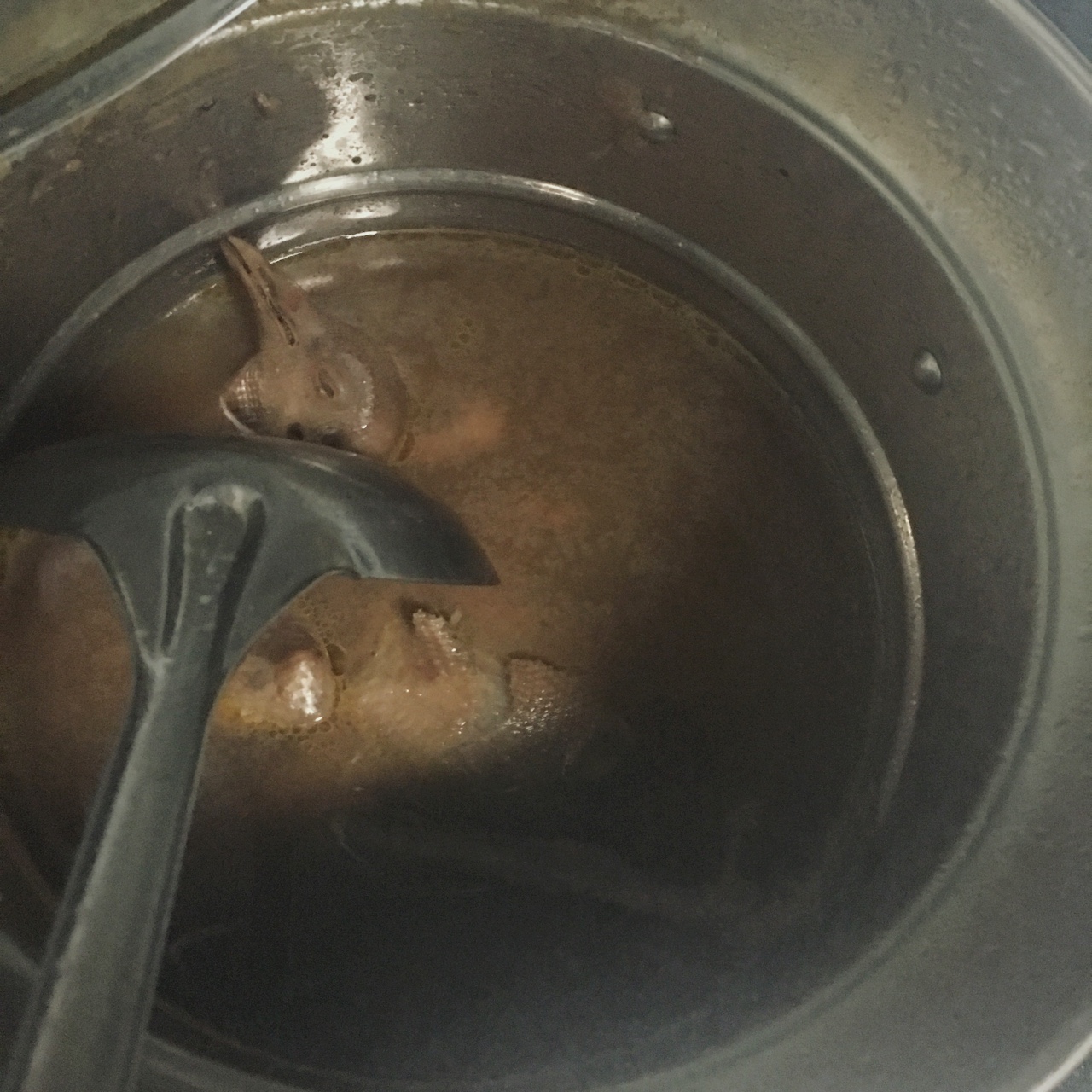 海参鸽子汤 下奶利器