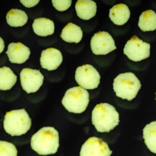 椰子球Coconut Domes