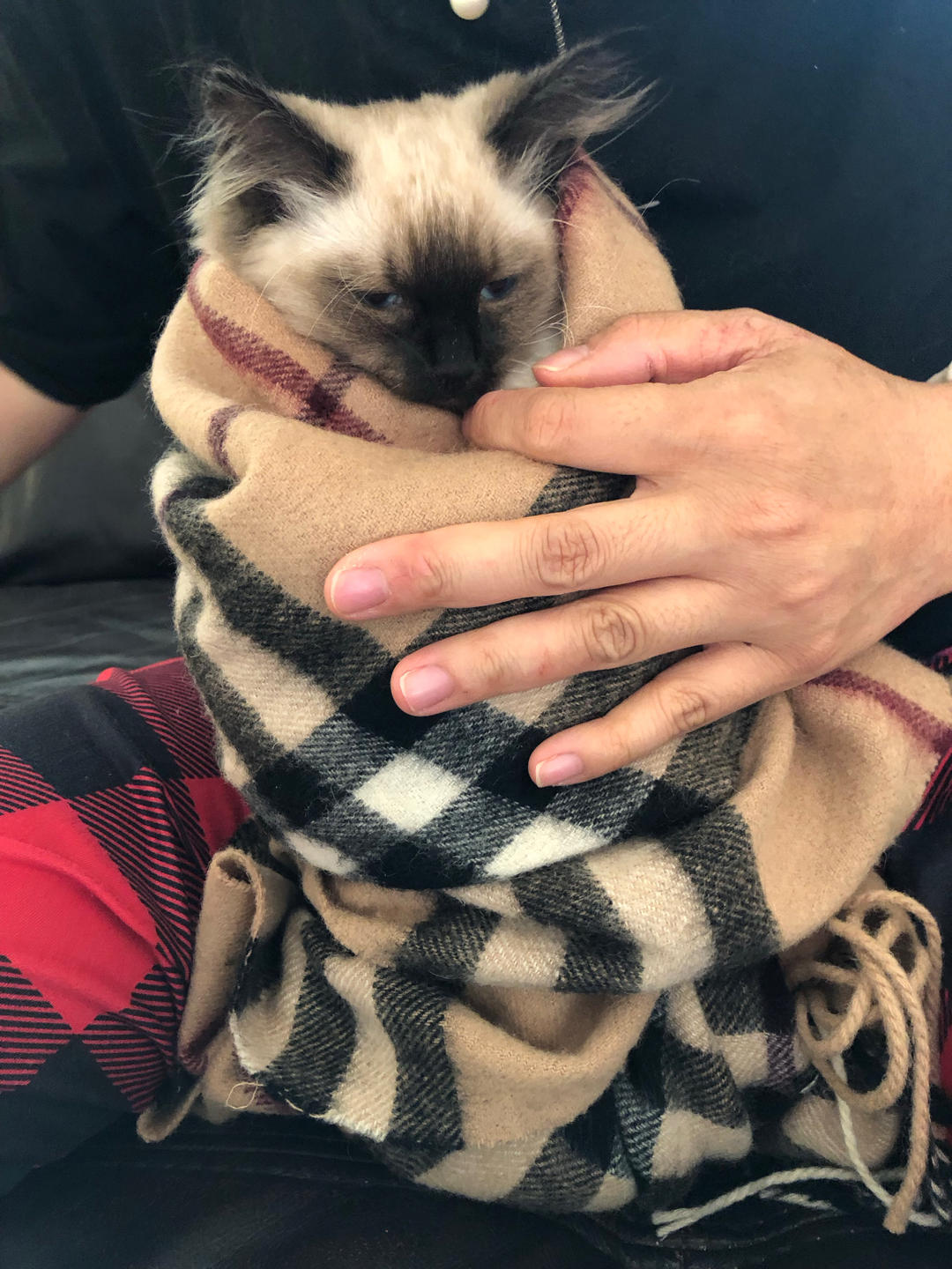 我养猫了🐱