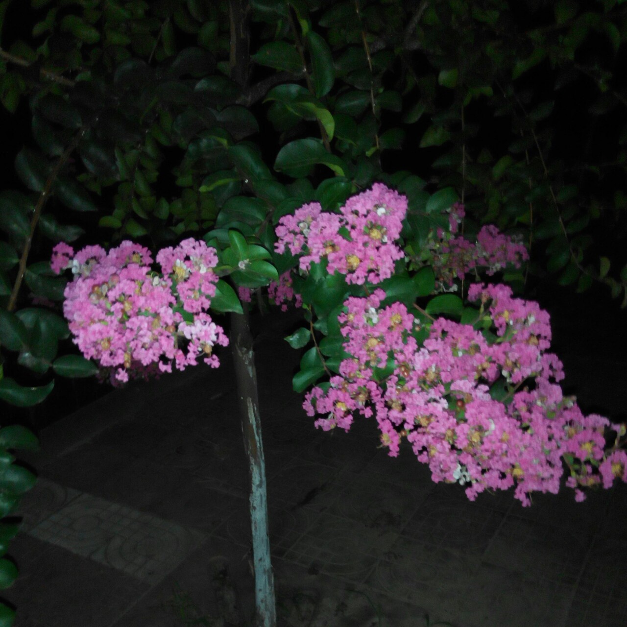 花花草草的世界