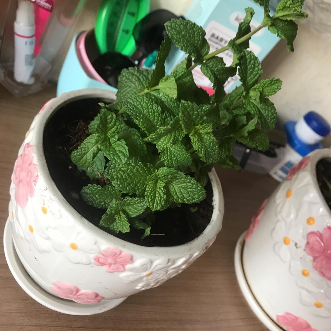 薄荷种植手册，如何把你的薄荷养到爆盆